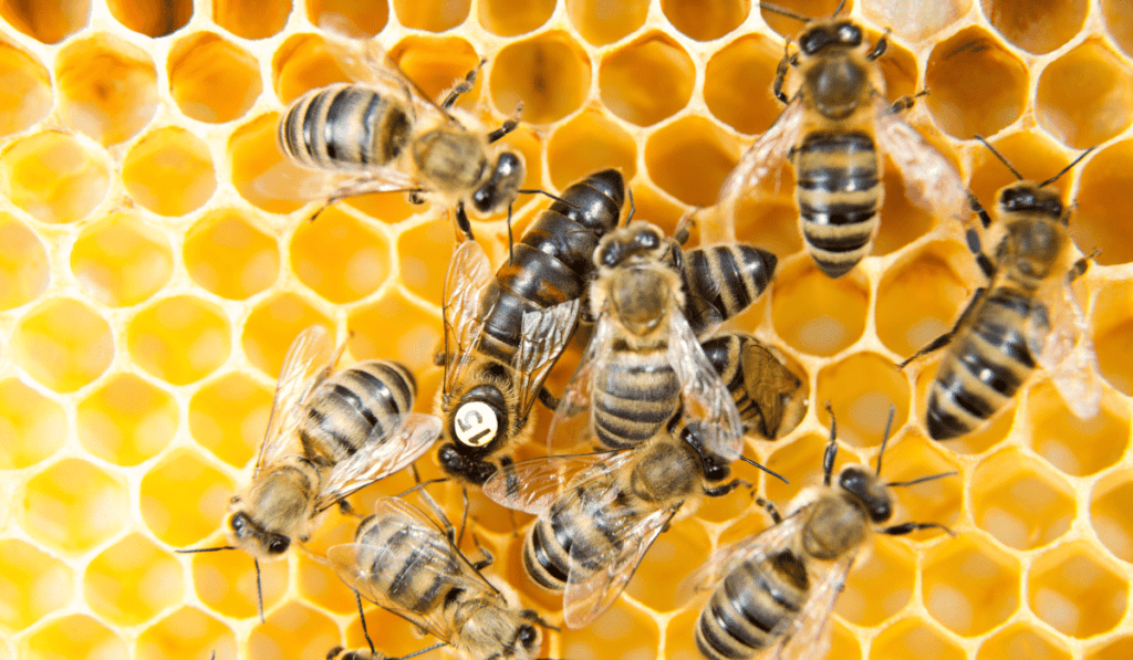 Hexagons in a beehive.