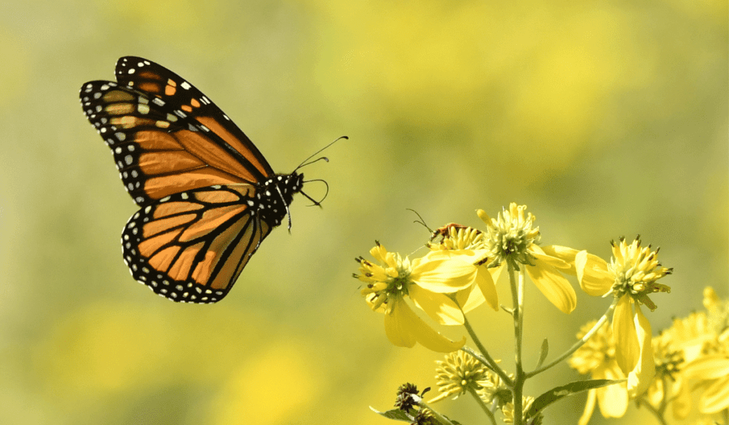 Butterfly landing on a flower.