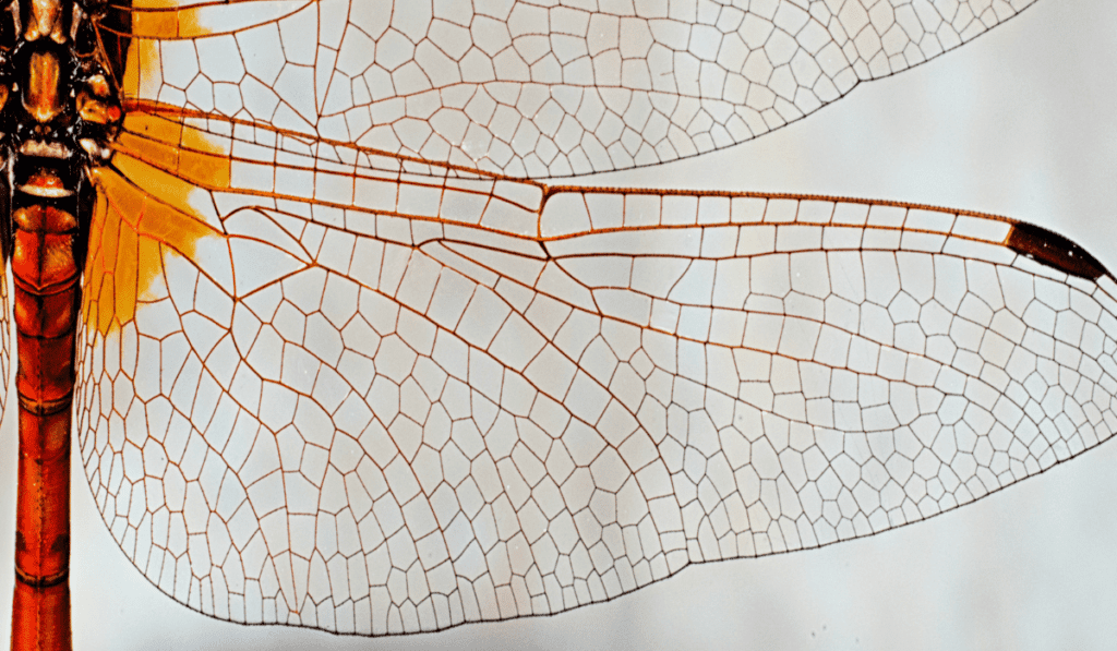 Voronoi pattern in dragonfly wings. 