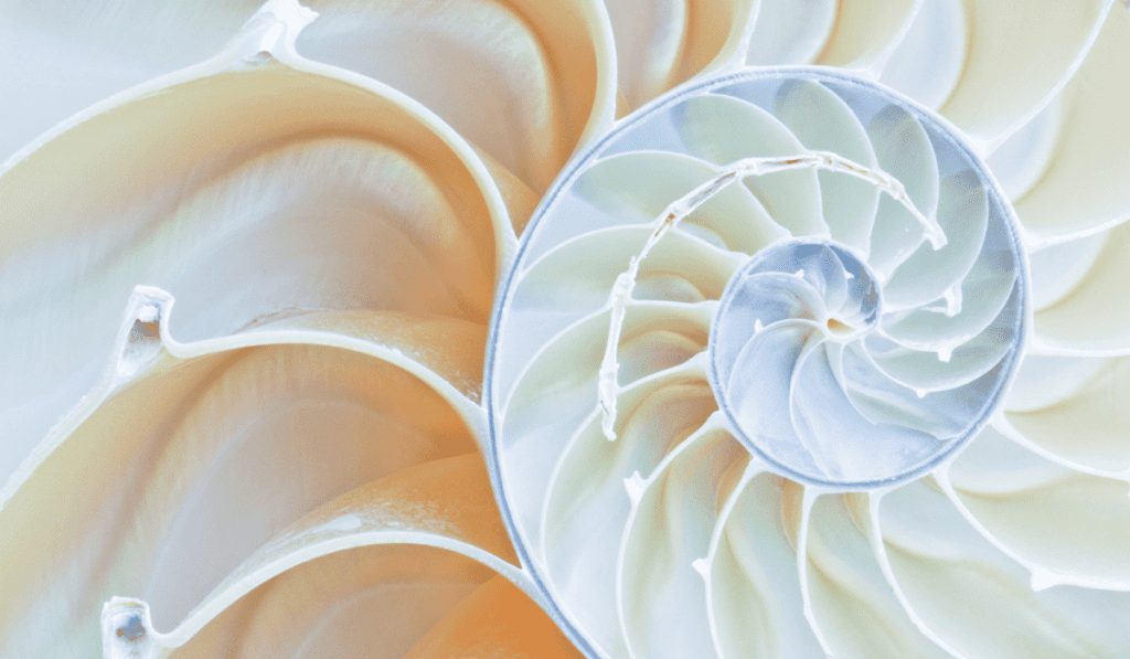 Fibonacci pattern of a shell.