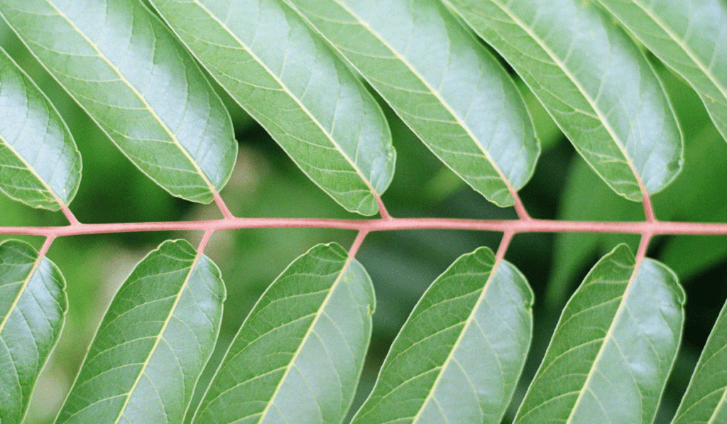 Close up of leaves on a branch. 