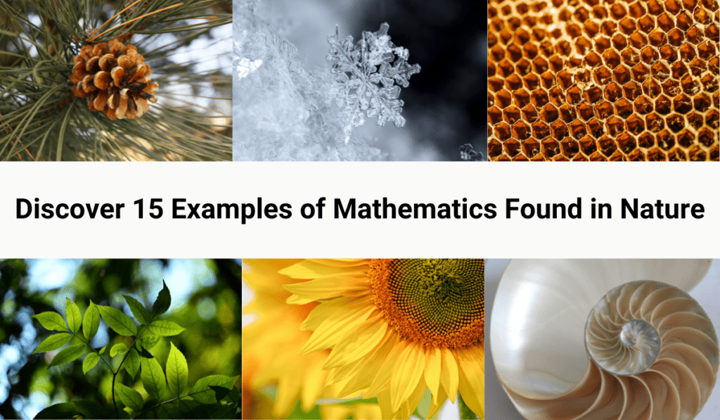 Discover 15 Examples of Mathematics in Nature