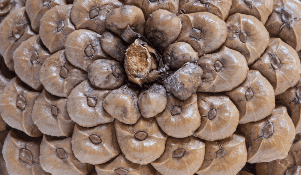 Fibonacci sequence in a pinecone.