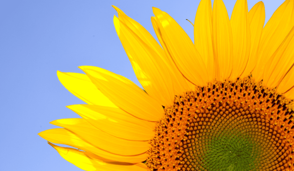 The Golden Angle and Sunflowers.