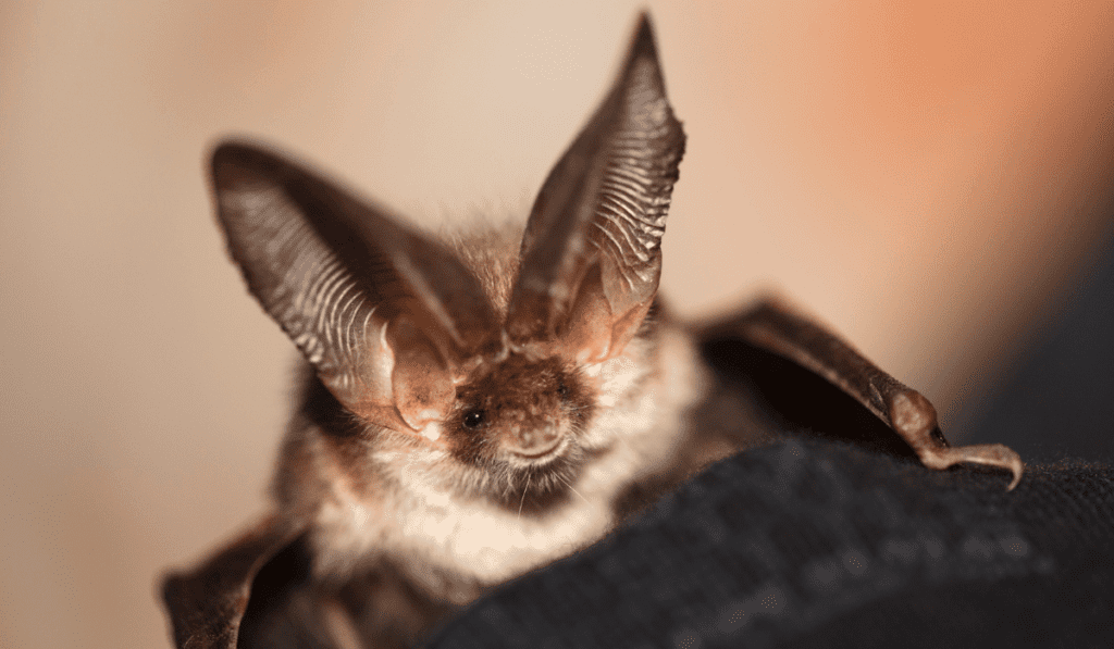 The Science of Bats.