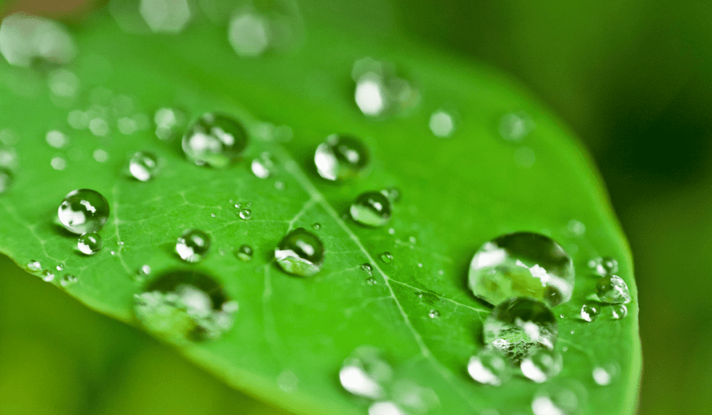 Dew on a leaf. 