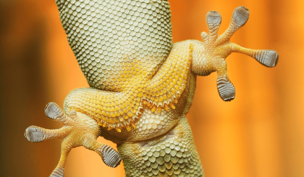 gecko feet inspired glue-less adhesives. 