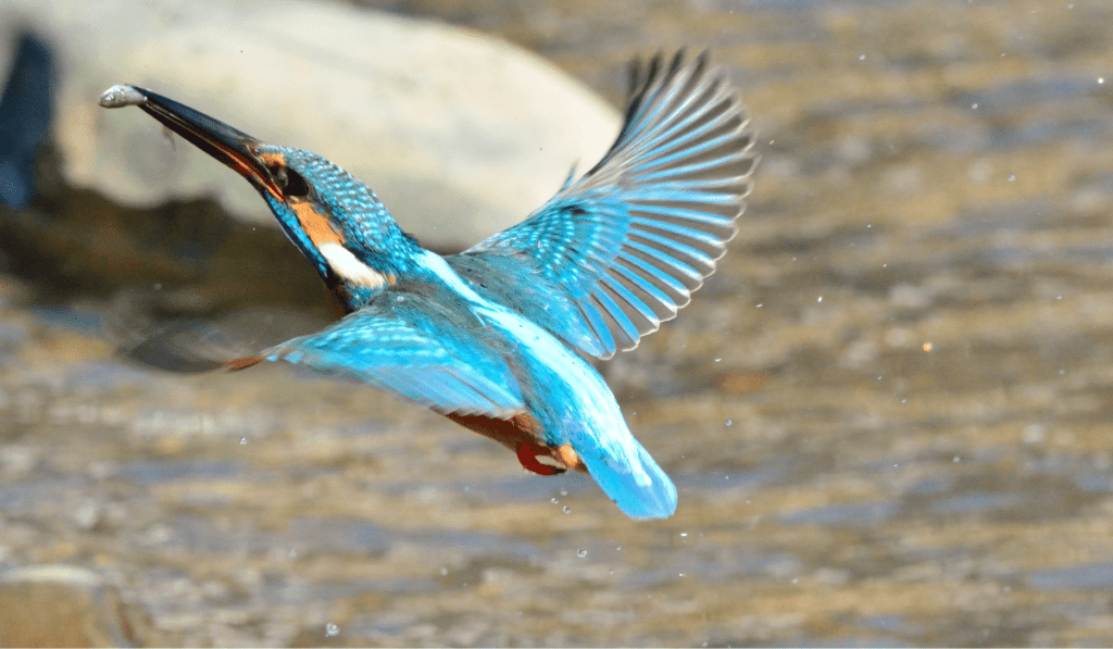 kingfisher inspired the bullet train nose.