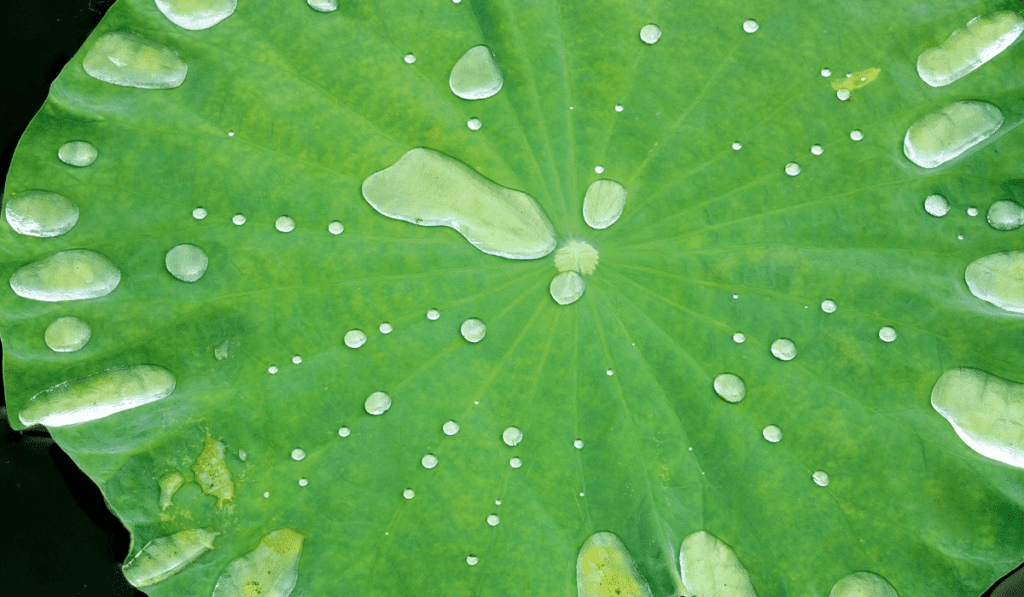 The lotus leaf inspired self-cleaning paint. 