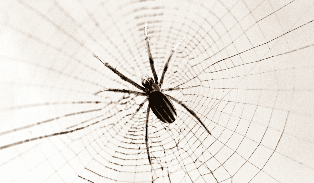 Creepy spider web.