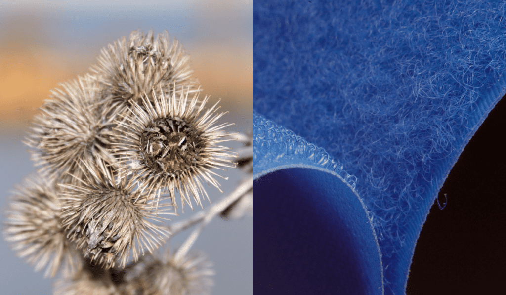 Picture of a burr and a close-up of velcro. 